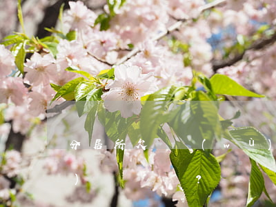 分居所欠債務(wù)屬于共同債務(wù)嗎？